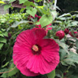 Meet your Posher, Carolyn